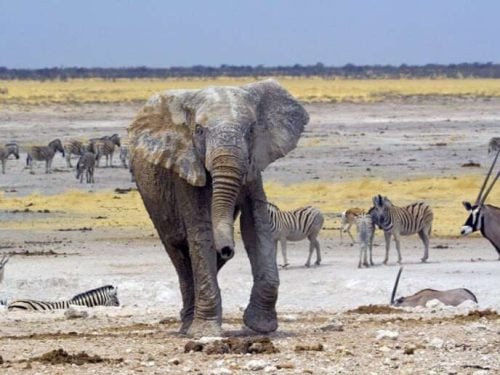 nambia etosha pan