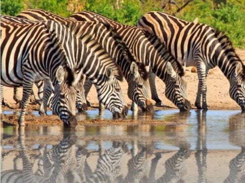 Hwange Park Zimbabwe