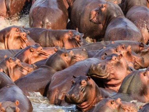 South Luangwa Park Zambia