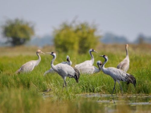 Hungary Hortobagy Park
