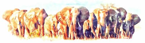 Luxury train tours in Southern Africa banner