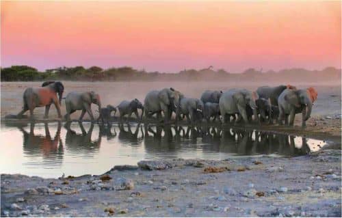 Elephants At Etosha Pan National Park Namibia