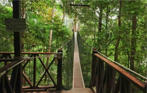 Forest Walkway Taman Negra Nationla Park Malaysia