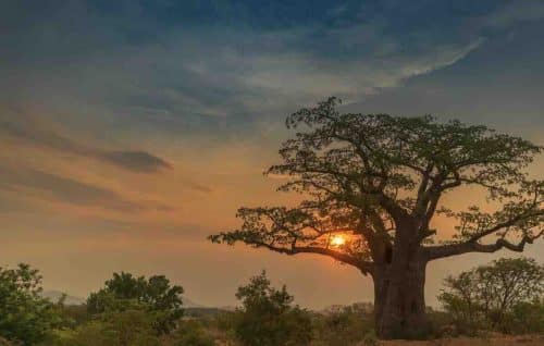 Huambo Angola Baobab At Sunset