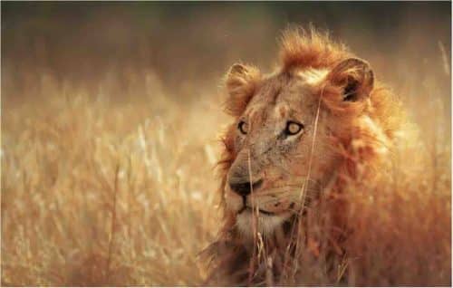 Lion in Kruger Park South Africa
