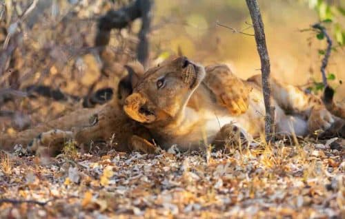 Lions In Selous Nyere National Park Tanzania