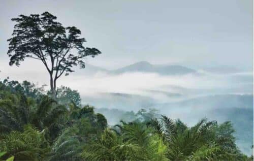 Scenery Across Taman Negara Park Malaysia