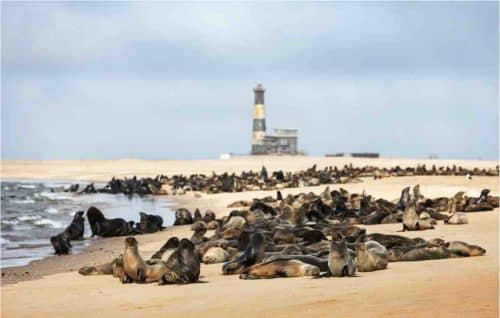Seals Near Walvis Bay Namibia