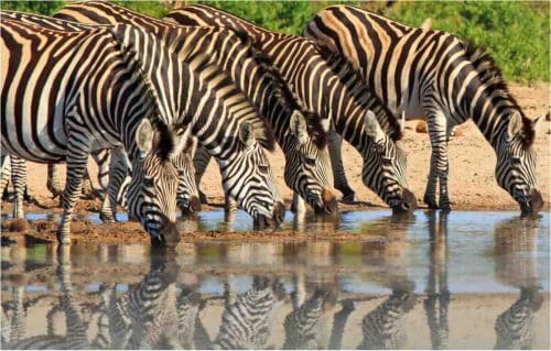 Zebras Hwange National Park Zimbabwe