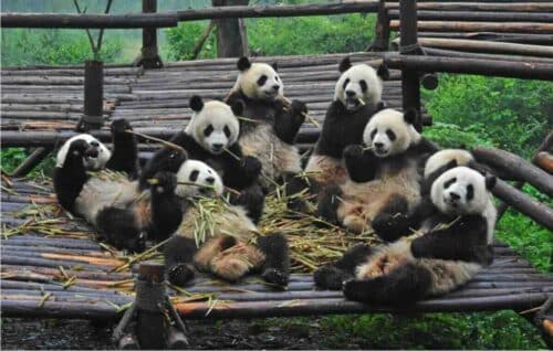 Giant Panda Group in Chengdu